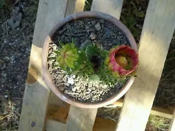 Apartment Sofos