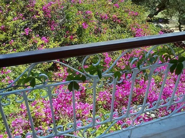 Sofos * Tsilivi (Zakynthos)