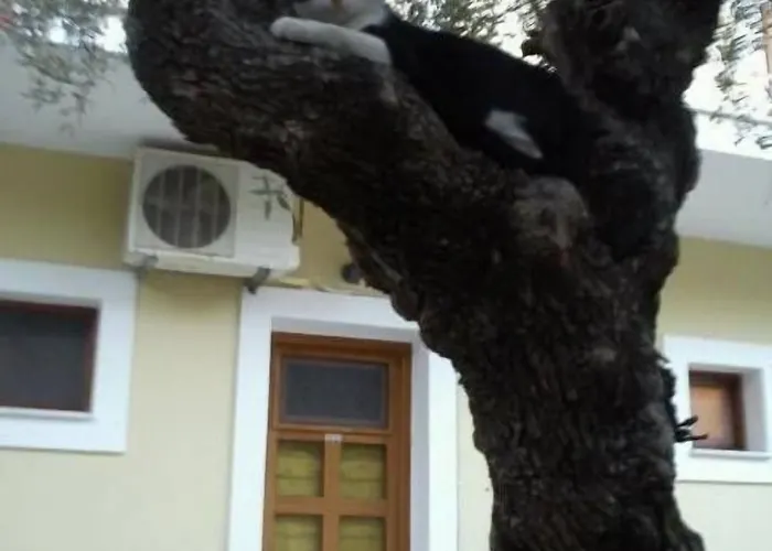 Sofos Tsilivi (Zakynthos)