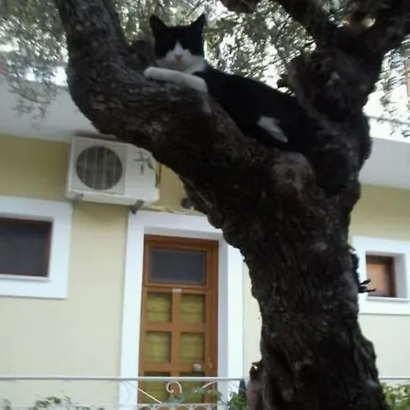 Sofos Tsilivi (Zakynthos)